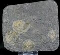 Dactylioceras Ammonite Cluster - Posidonia Shale #23103-1